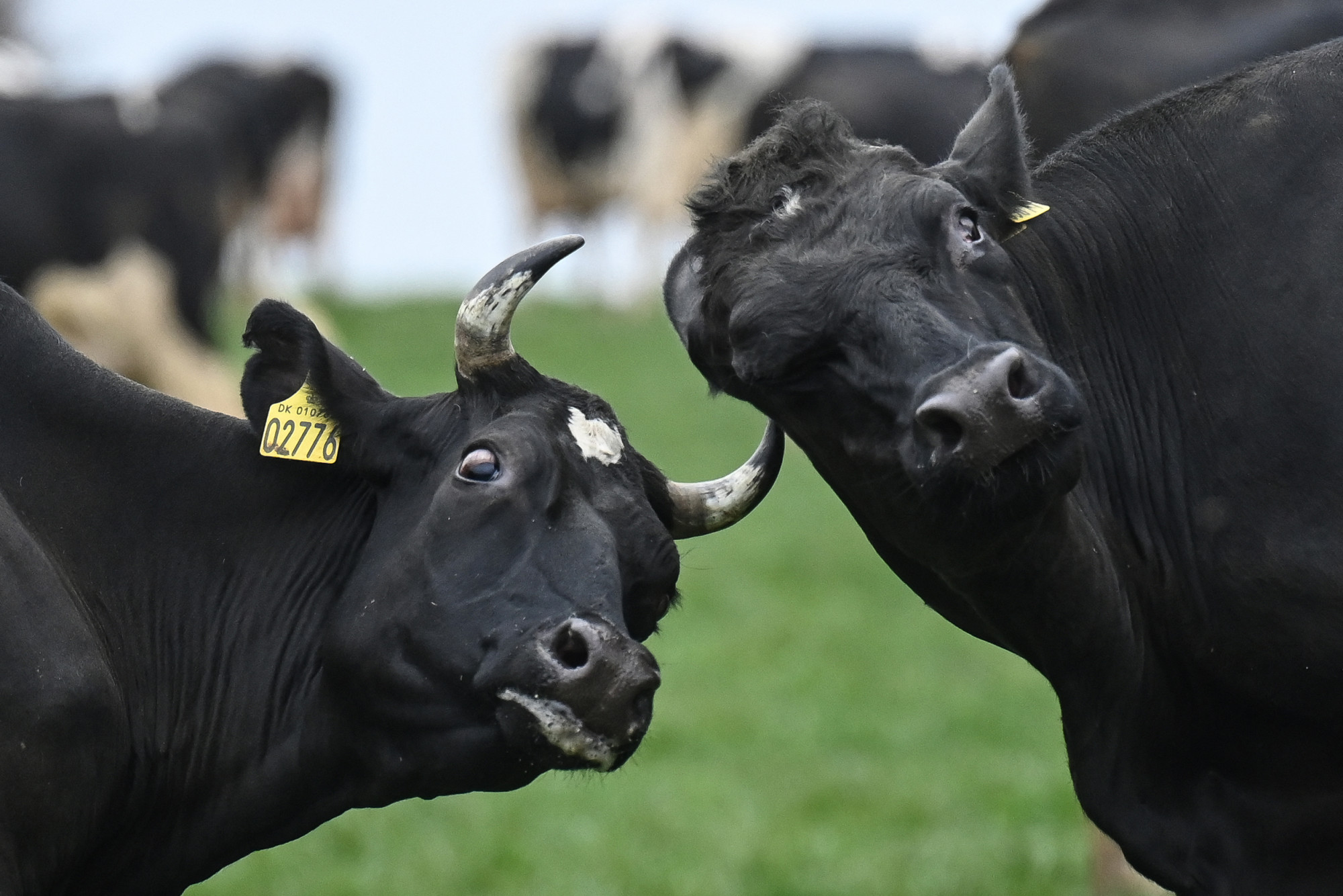 Dánia az első ország, amely megadóztatja a fingó teheneket és disznókat