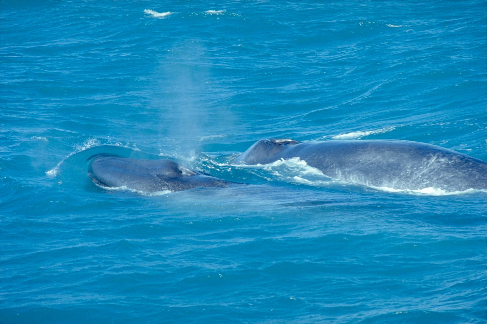 Páratlan videó készült az óceánt szopós borjával átszelő kék bálnáról