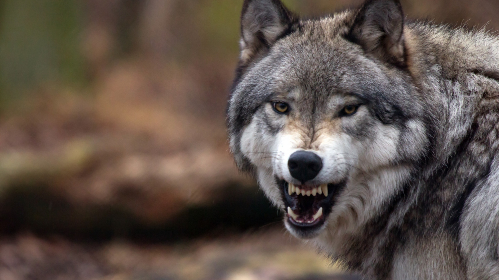 A farkasok vicsorgása korántsem csak az agresszív szándékot jelezheti