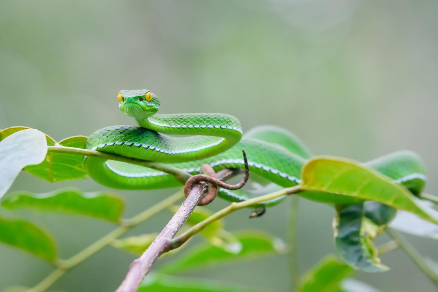 Mintha ékszerész tervezte volna az új fajként azonosított vietnámi mérgeskígyót