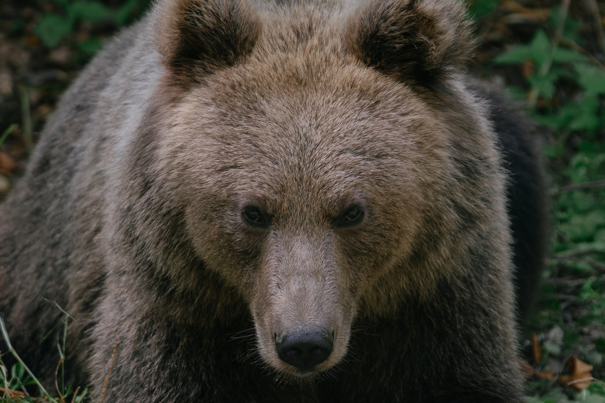 Engednék a kilövést Romániában, miután egy medve magával hurcolt és megölt egy 19 éves nőt