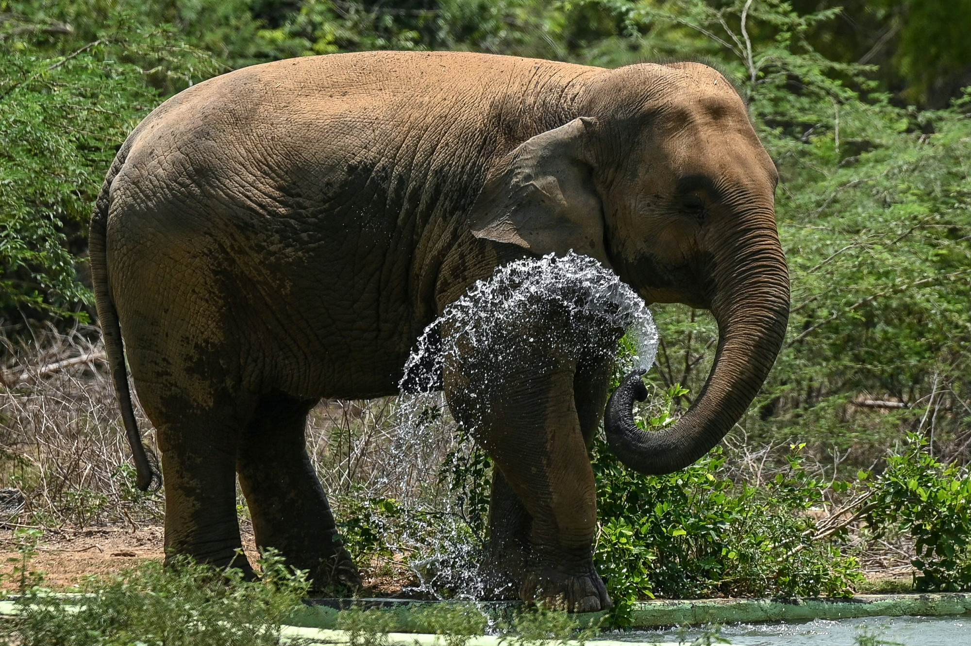 Először oltottak be ázsiai elefántot herpeszvírus ellen