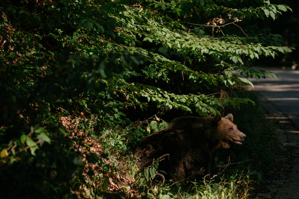 A múlt heti tragédia után csaknem ezer barnamedvét lőhetnek ki két év alatt Romániában