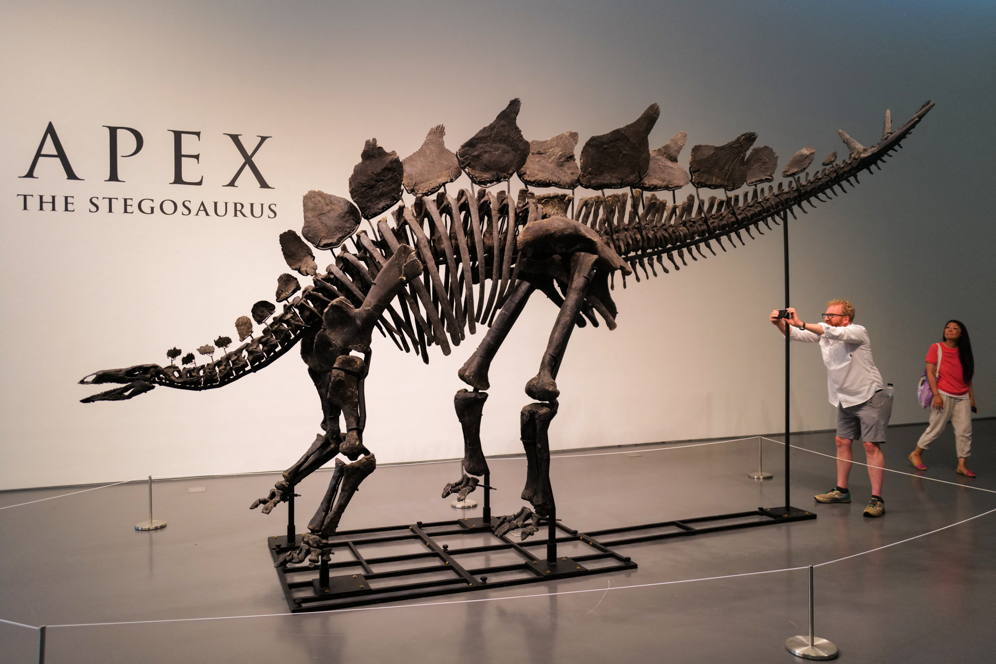 Közel 16 milliárd forintért árvereztek el egy dinoszaurusz-csontvázat