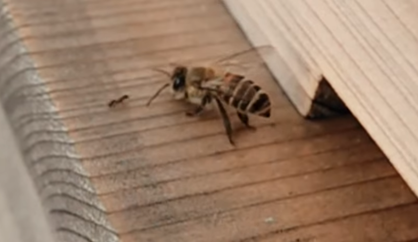 Láttál már hangyákat pofozgató méheket lassított felvételen?