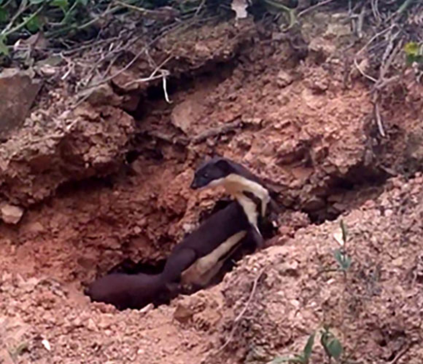 Amazingly rare Amazonian weasel photographed in Bolivia