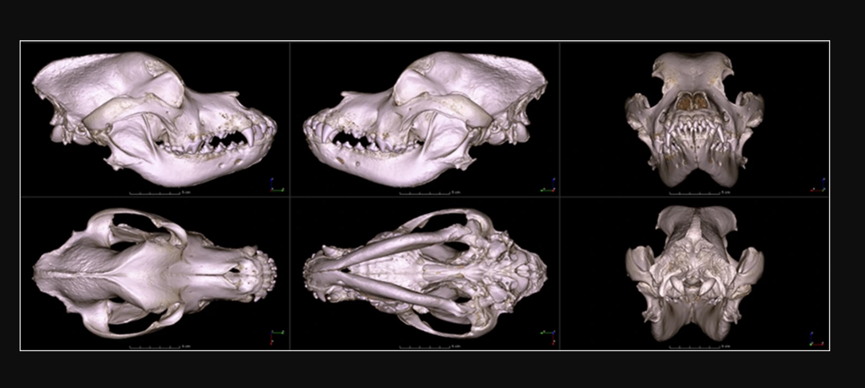A világon egyedülálló digitális koponya-gyűjteményt hozott létre az ELTE Biológiai Intézete