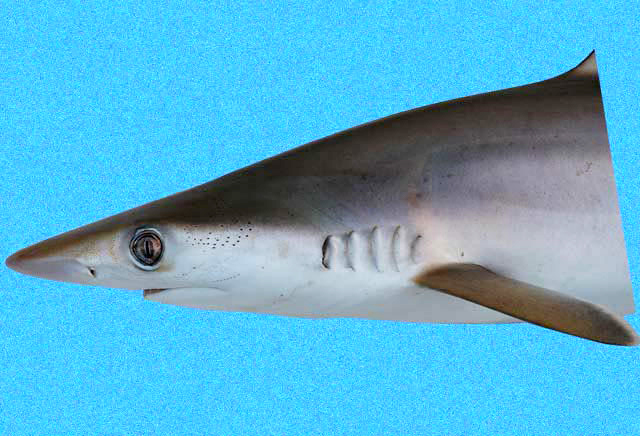 Pozitív lett a cápák kokaintesztje a brazil partoknál