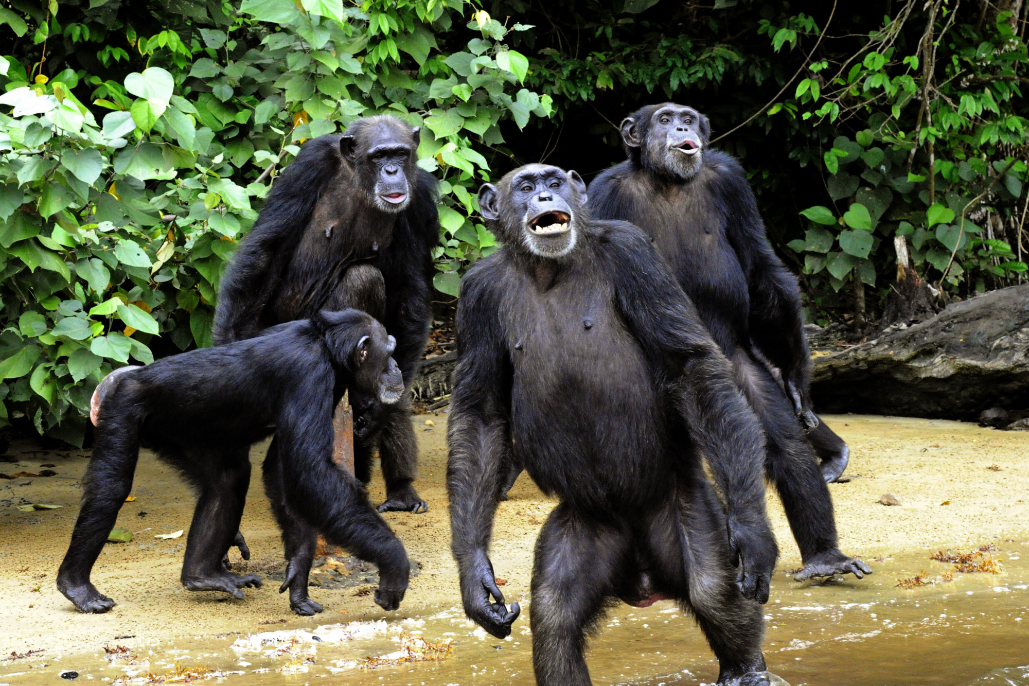 A csimpánzok olyan sebességgel kommunikálnak egymással, mint az emberek