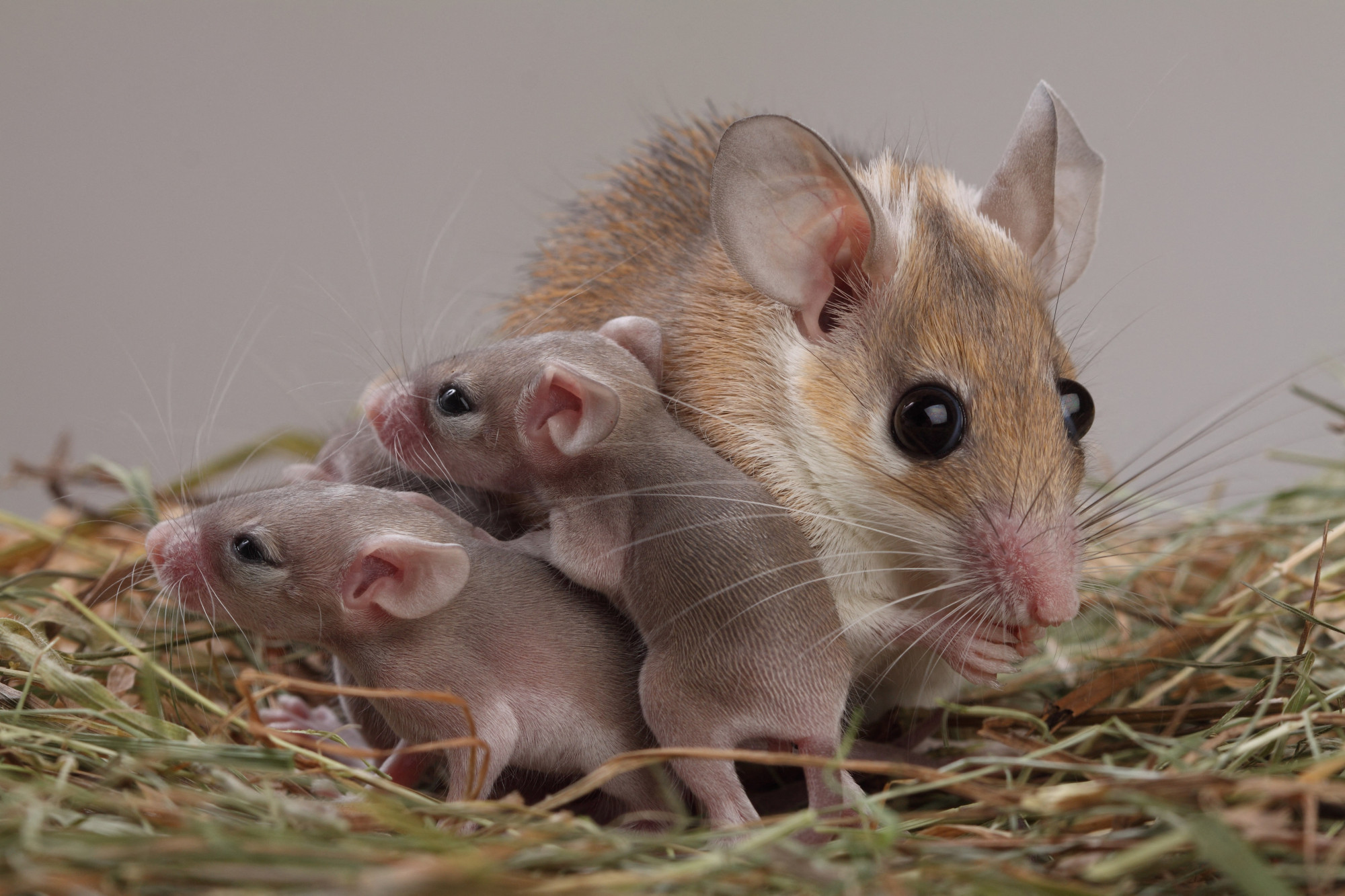 Azonosították az anya-gyermek kötődésért felelős agysejteket egerekben
