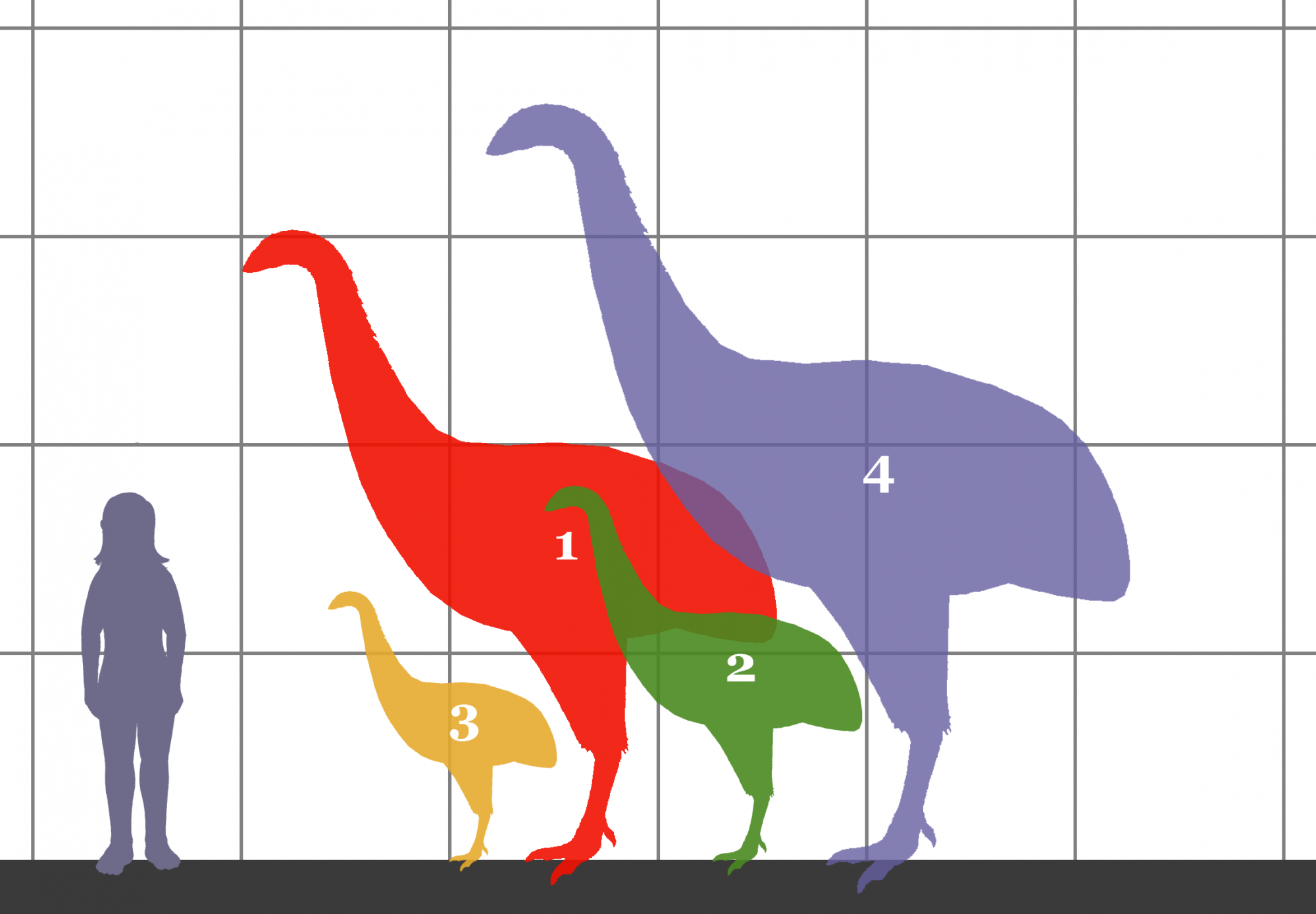 Négy moafaj méreteinek összehasonlítása egy emberével: 1. Dinornis novaezealandiae 2. Emeus crassus 3. Anomalopteryx didiformis 4. Dinornis robustus