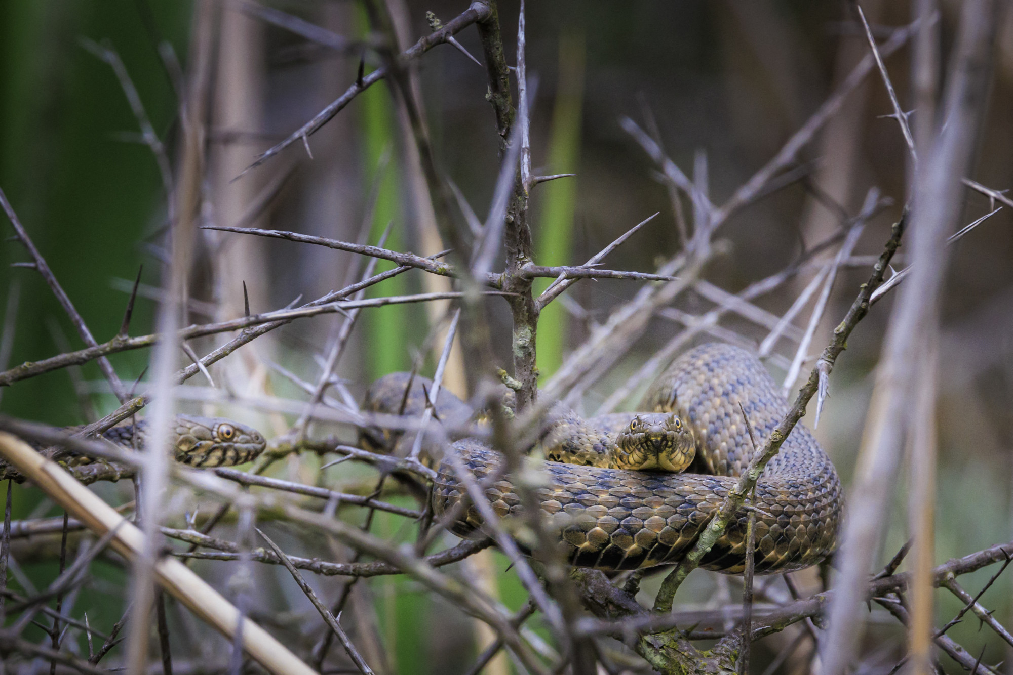 Kockás sikló (Natrix tessellata) a Duna-deltánál