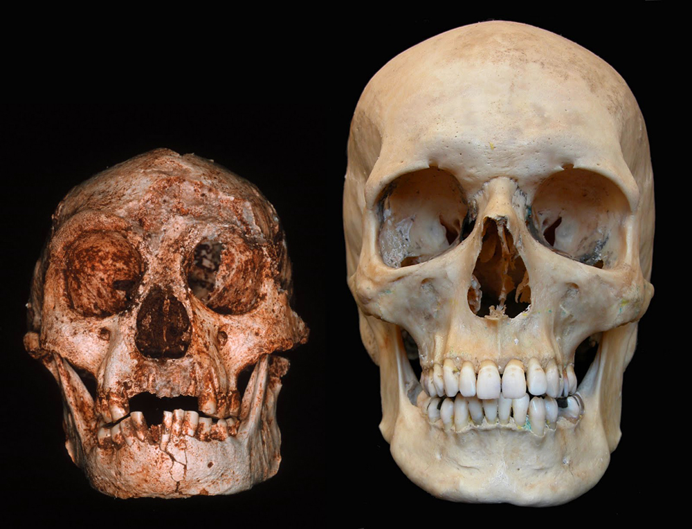 A Homo floresiensis és a Homo sapiens koponyája