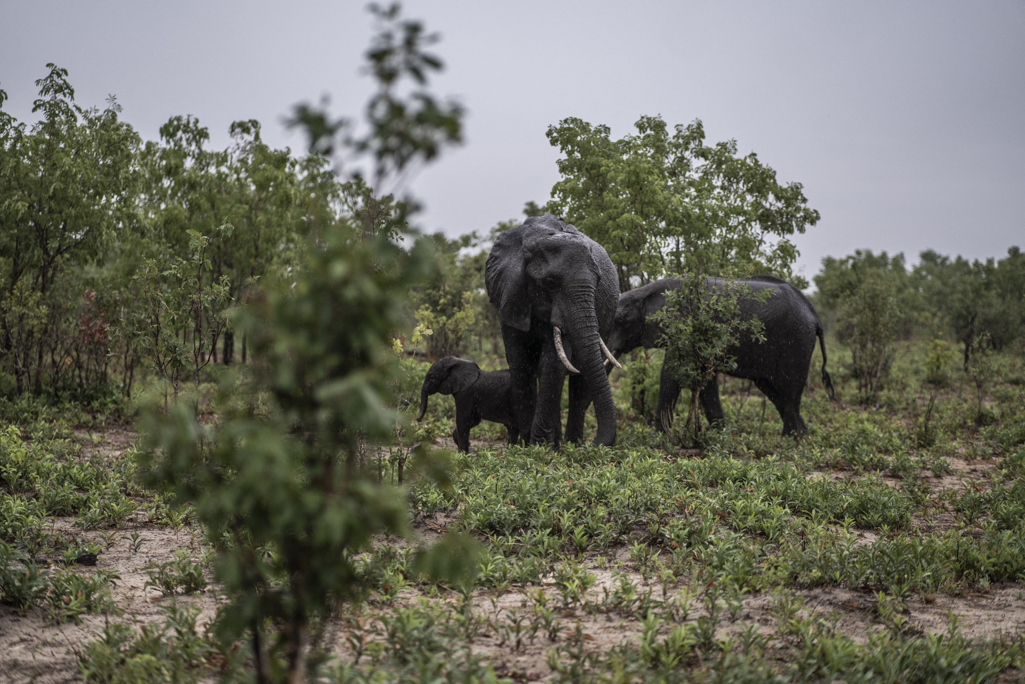 Elefántok a zimbabwei Hwange Nemzeti Parkban 2023. december 16-án