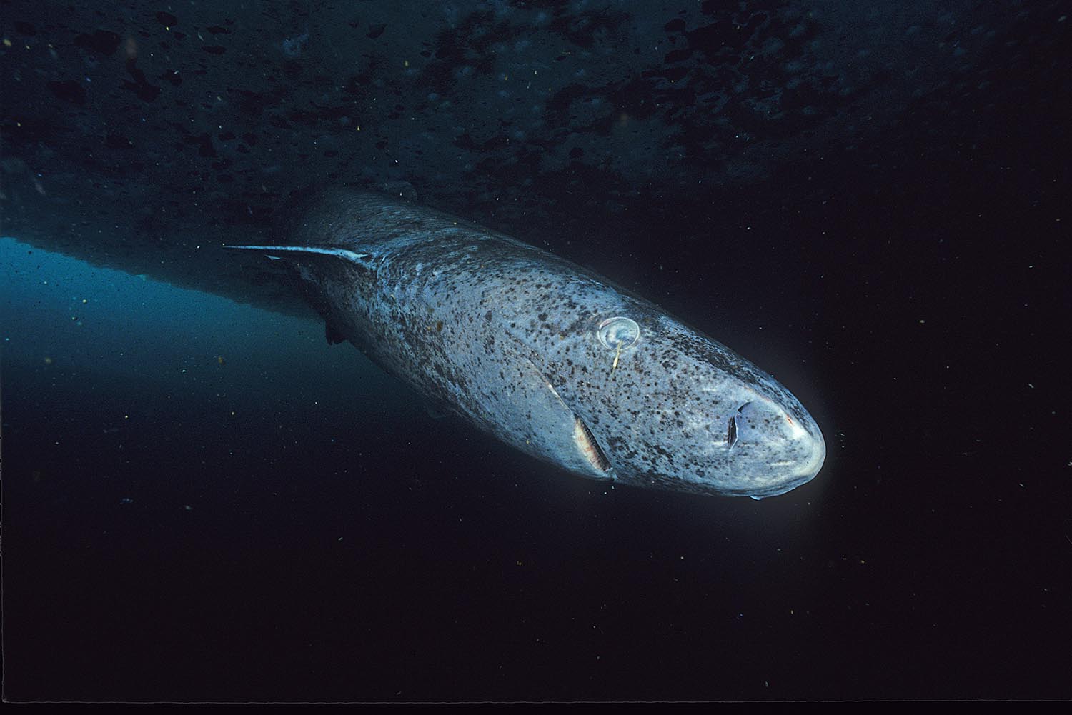 A Somniosus microcephalus, miszerint grönlandi cápa portréja