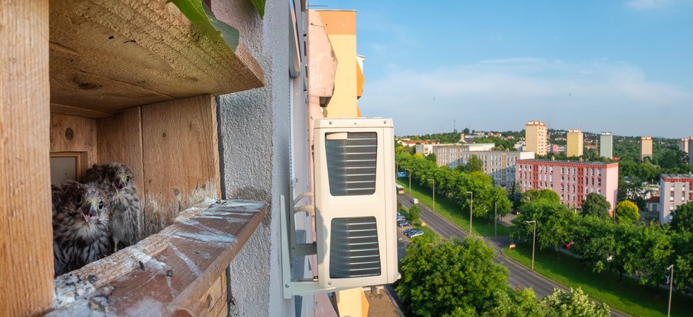 Szűcs Boldizsár Apartment, azaz Lakás című ezüstöt érdemlő felvétele.