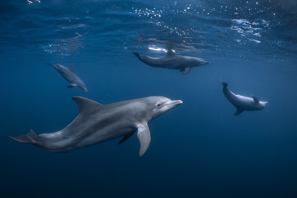 Palackorrú delfinek Mayotte környékén