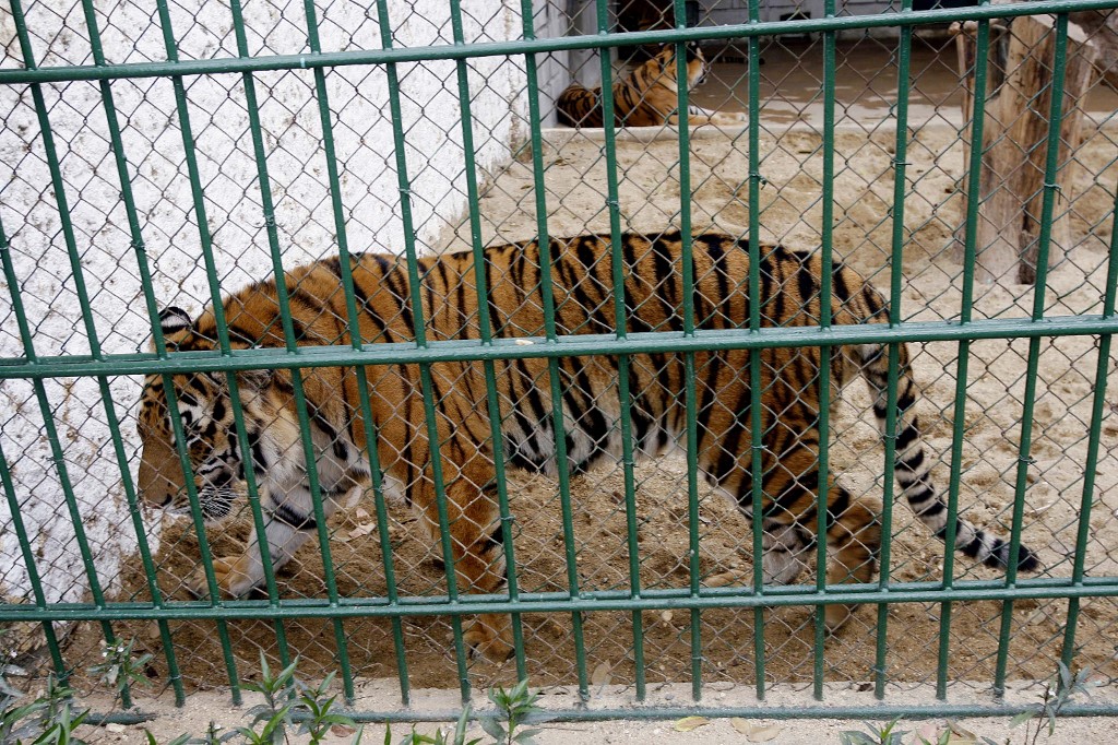 Több tucat tigris pusztult el madárinfluenzában vietnámi állatkertekben