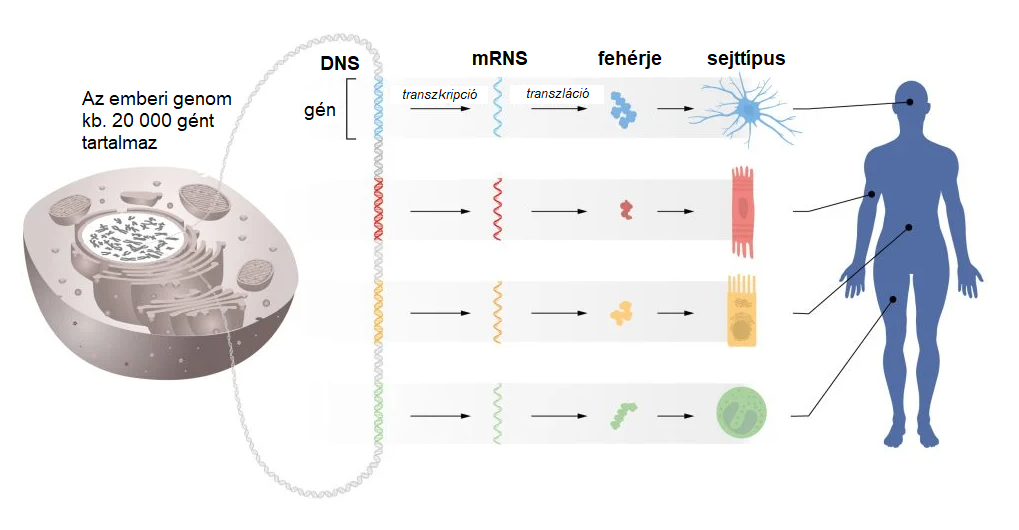 A genetikai információ áramlása a DNS-től az mRNS-en át a fehérjékig. Az azonos genetikai információt testünk minden sejtjének DNS-e tárolja. Ezért a génaktivitás pontos szabályozására van szükség, hogy minden sejttípusban csak a megfelelő génkészlet legyen aktív.