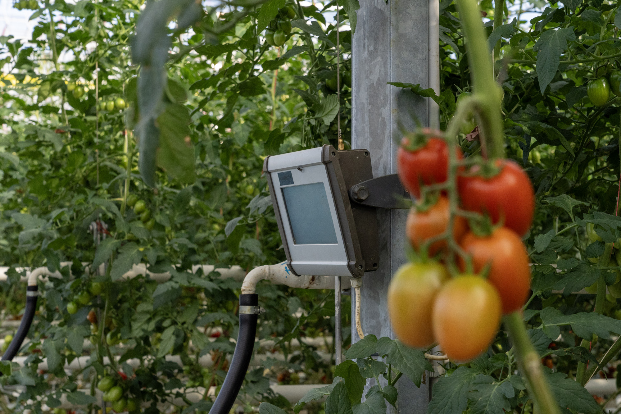 Digitális kijelző és analóg paradicsomfürt a Szentesi Paradicsom Kft. szegvári üvegházában