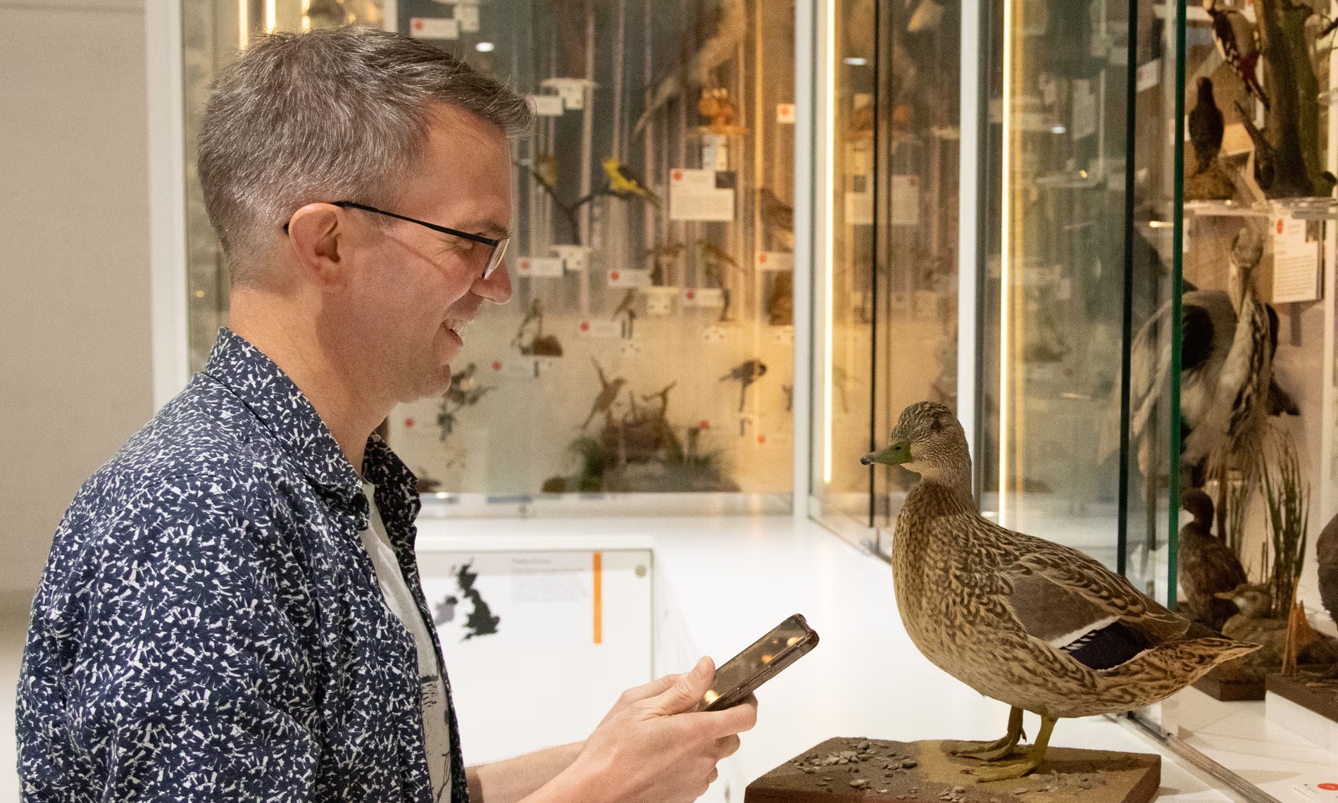 Egy erős brit kiejtéssel beszélő tőkés récével (Anas platyrhynchos) okostelefonja segítségével társalgó látogató a Cambridge-i Egyetem Zoológia Múzeumában