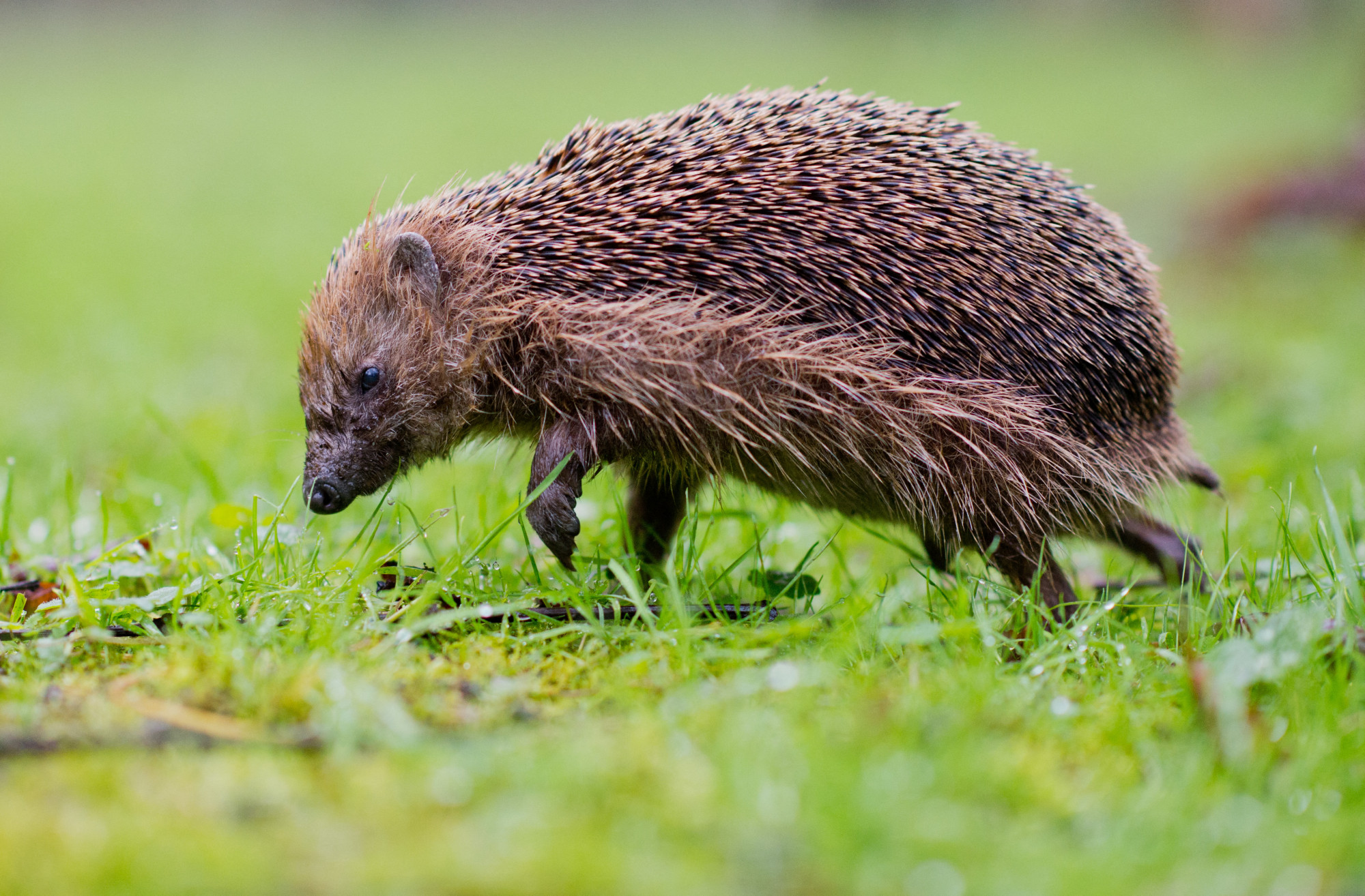 Európai sün (Erinaceus europaeus) Hannoverben 2015. október 20-án.