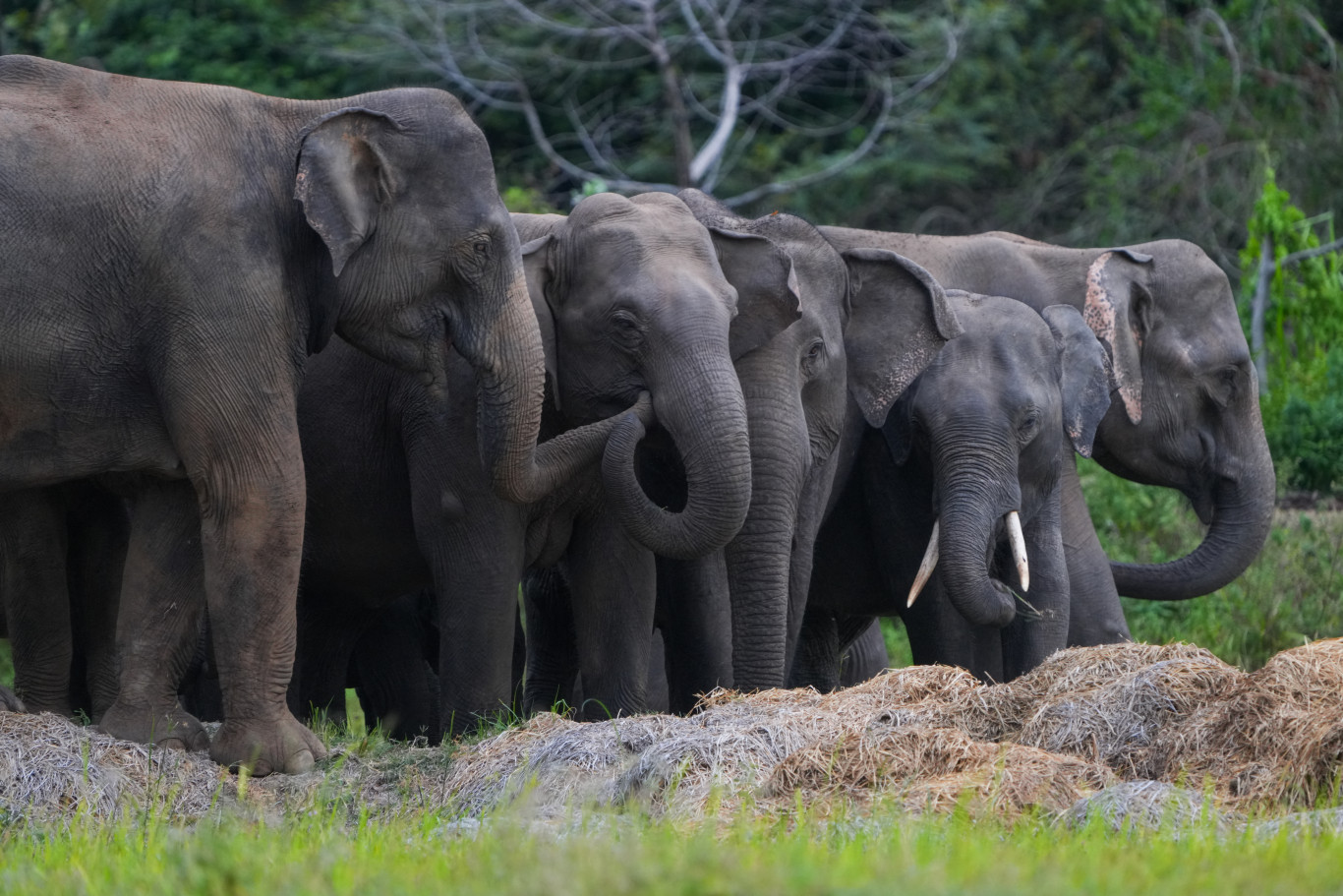 Elefánt ölt meg egy magyar turistát Sri Lankán