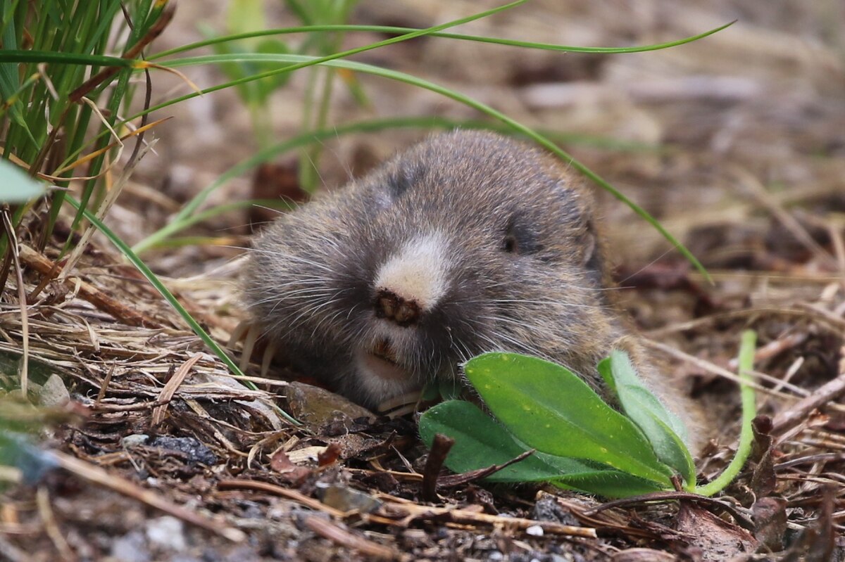 Északi simafogú tasakospatkány (Thomomys talpoides)