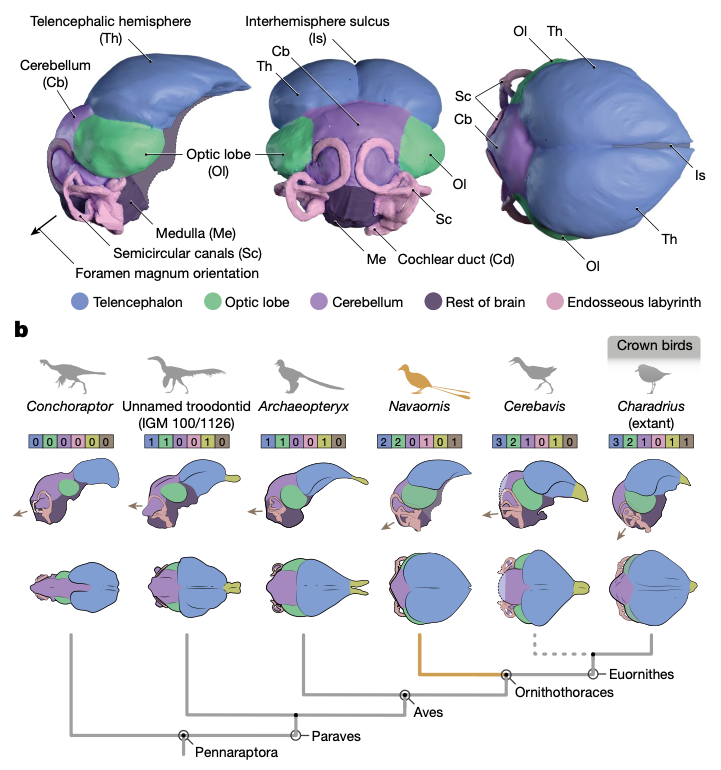 A Navaornis hestiae agyának rekonstrukciója oldal, elöl és felül nézetekből, valamint az agy szerkezetének evolúciója hat madárszerű dinoszaurusz törzsfáján ábrázolva