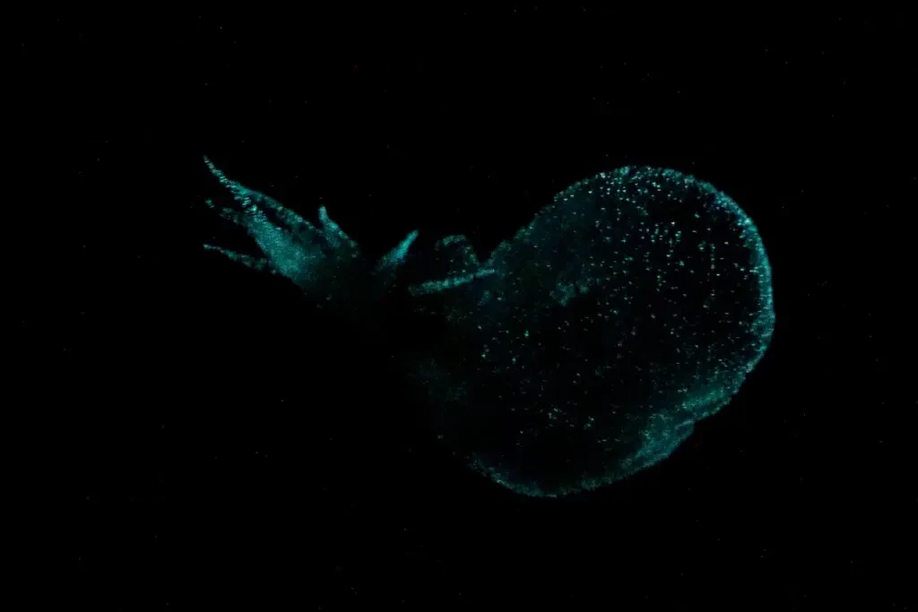 A biolumineszcens Bathydevius caudactylus