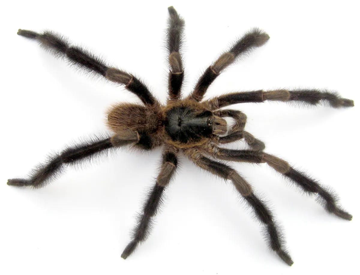 A Kubában most felfedezett szokatlan morfológiájú erdei tarantula az eddig ismert legszőrösebb dél-amerikai madárpókféle