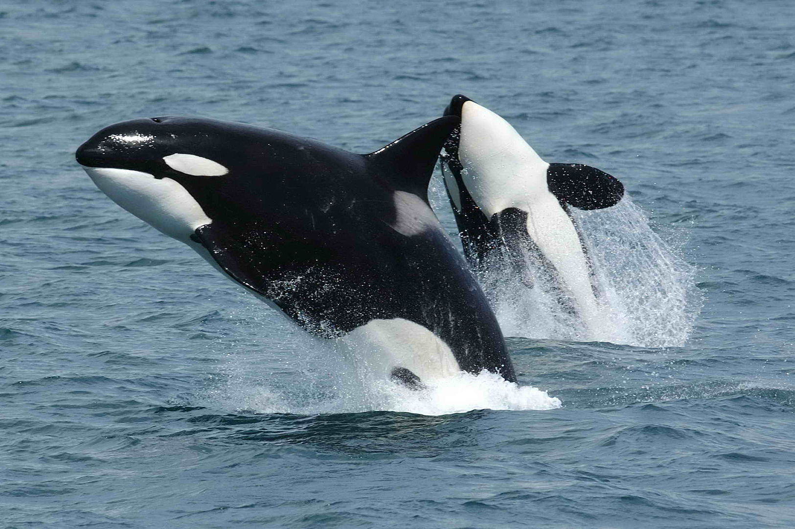 A kardszárnyú delfinek simán nekimennek a világ legnagyobb halának, megbénítják és elfogyasztják