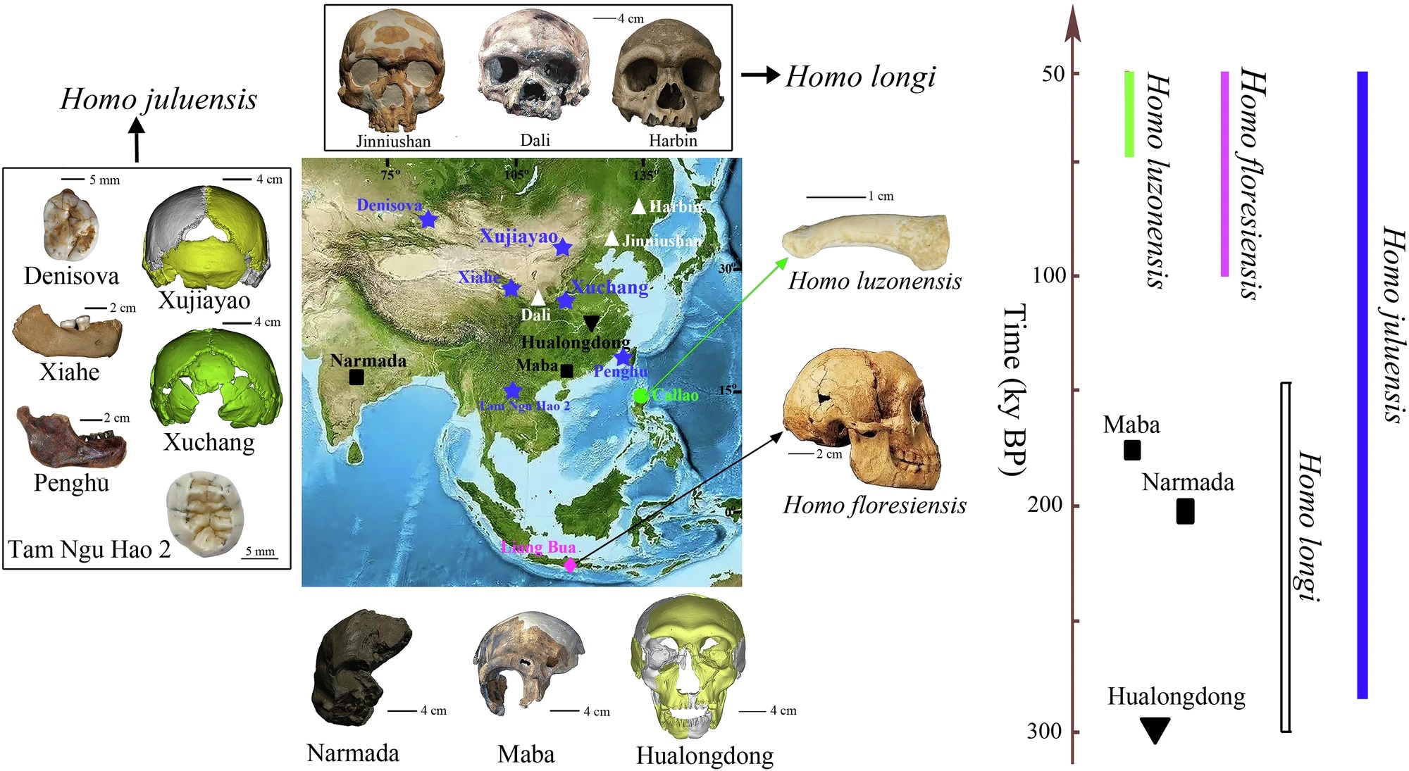 A Homo juluensis, és az önálló fajként már lajstromba vett Homo longi, Homo luzonensis és a Homo floresiensis elterjedése az eddig megtalált maradványaik lelőhelyei alapján