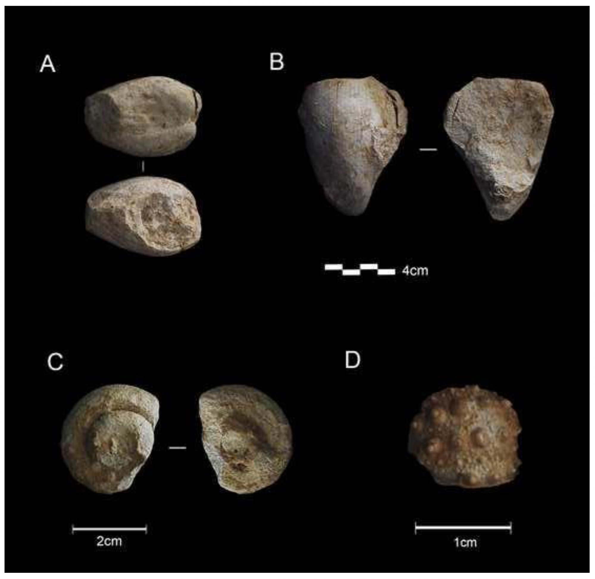 Már a neandervölgyiek is gyűjtötték a fosszíliákat