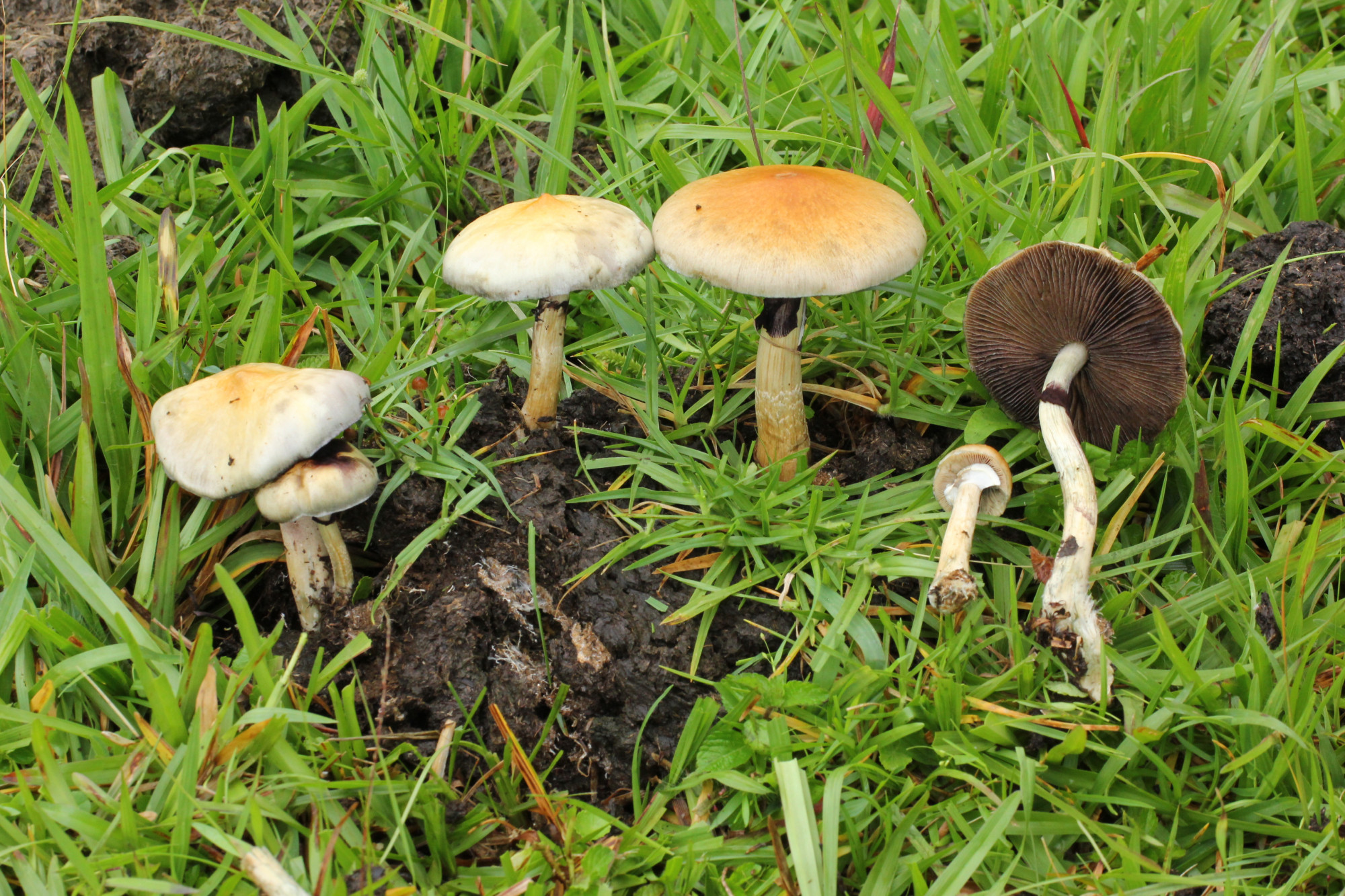 Psilocybe cubensis (kubai badargomba)