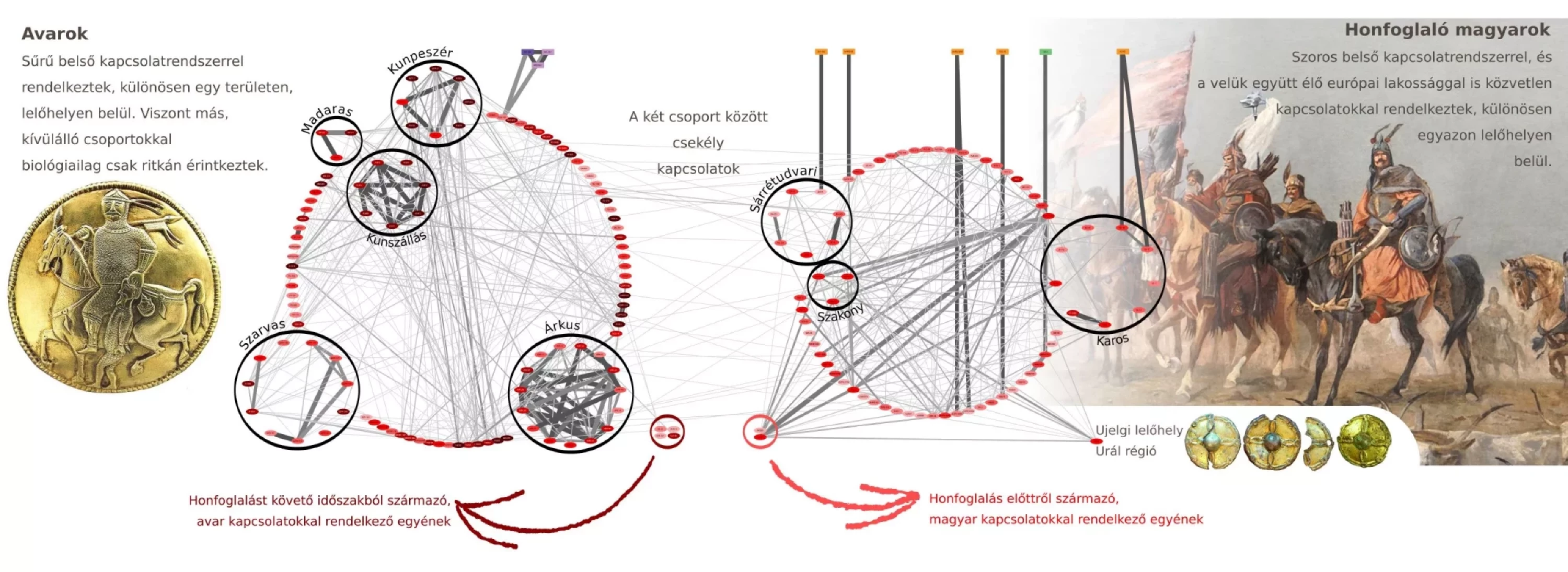 A népvándorláskor folyamán a Kárpát-medencébe keletről érkező népességek genetikai hálózata. Egyes egyének között megegyező genomi szegmensek elemzésének (IBD analízis) egy részlete. Piros színárnyalattal vannak kiemelve azok az egyének, akik hordoztak keleti (ázsiai) genetikai komponenst. Ők nem csupán időrendileg (6-9. és 10-11. sz.), hanem a genetikai hálózat alapján is két, jól elkülönülő csoportba rendeződtek. Ezek közül a bal oldalon ábrázolt csoportot avarokként, a jobb oldalon láthatót honfoglaló magyarokként lehetett azonosítani. Utóbbiak közül többen szoros kapcsolatokat mutatnak egy, az Urálon túlon található Ujelgi lelőhelyen eltemetett egyénnel is. Bár alapvetően mindkét csoportra jellemző a sűrű belső genetikai hálózat, mégis eltérő kapcsolatrendszerekkel rendelkeztek. A honfoglaló magyarok emellett nagyobb számú, közvetlen genetikai kapcsolatokkal bírtak a helyi - az első ábra színeivel jelölt - alaplakossággal (az egyszerűség kedvéért a keleti kapcsolatokkal nem rendelkező európai egyének nincsenek az ábrán).