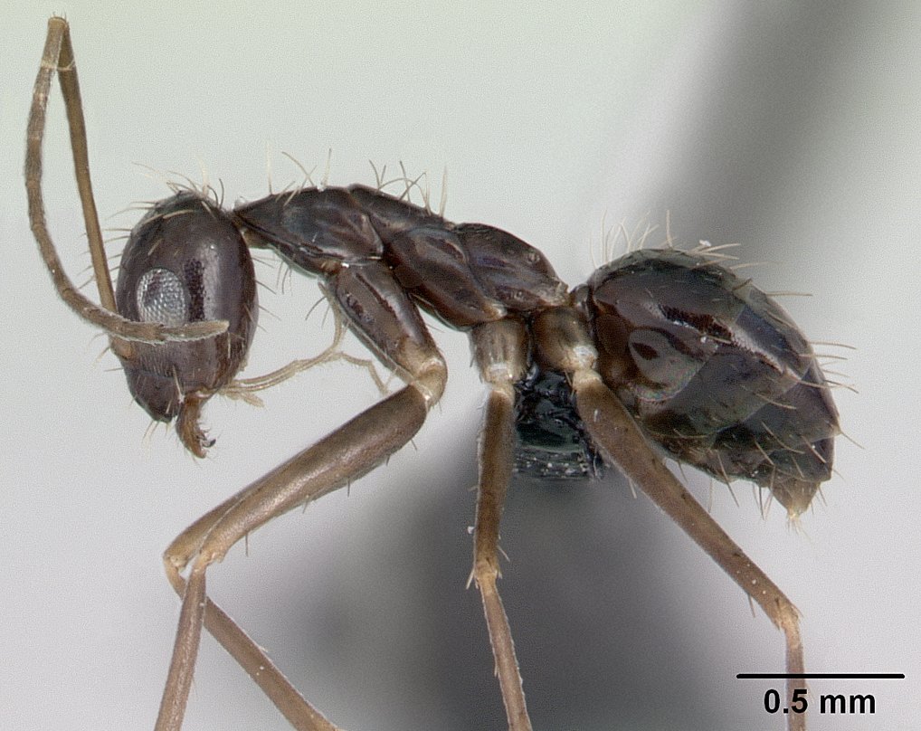 A Paratrechina longicornis, azaz a hosszú csápú őrült hangya elsősorban a trópusokon és a szubtrópusokon honos, de a mérsékelt éghajlatú területeken is előfordul, és a világ egyik legelterjedtebb hangyafajának számít