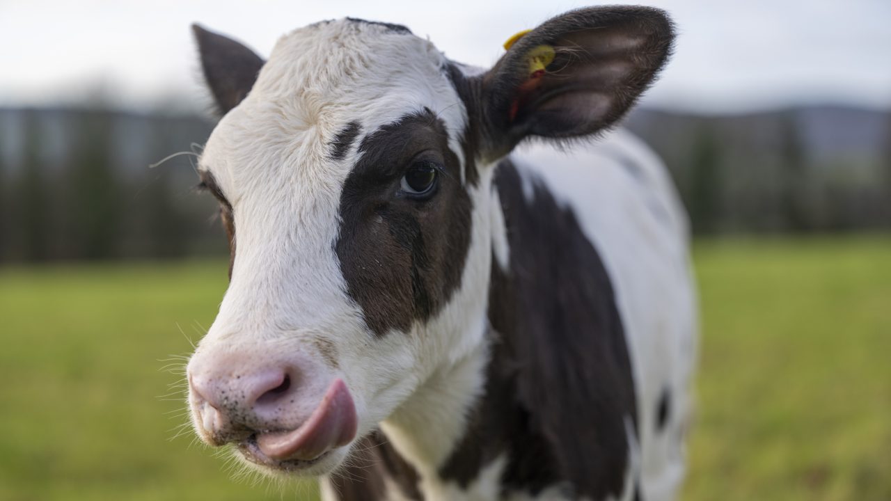 Kevesebb metánt bocsát ki Hilda, a jövő marhája