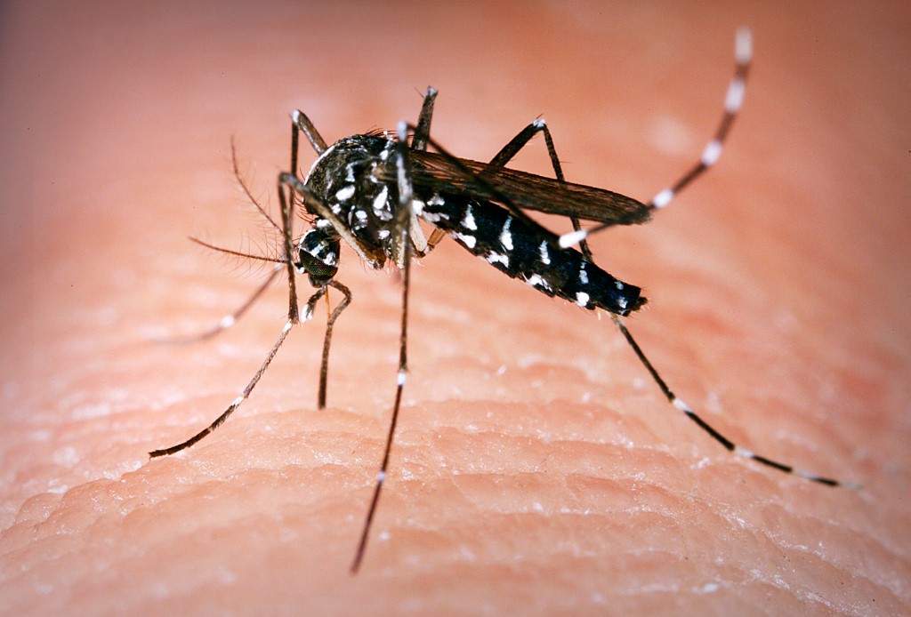 Nem az a kérdés, hogy az invazív szúnyogok nálunk is elterjesztik-e a dengue-lázat, hanem az, hogy mikor
