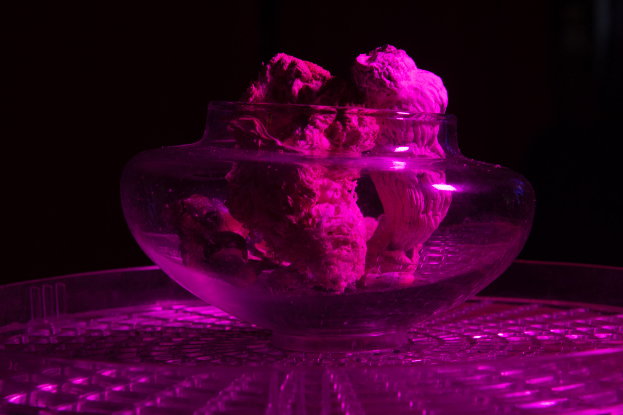 Már egyetlen adag varázsgomba segíthet leküzdeni a visszatérő negatív gondolatokat