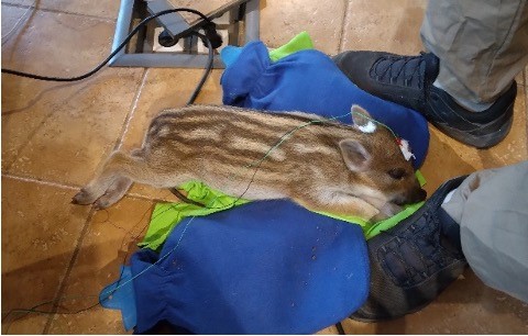 Úttörő vaddisznókutatásban vizsgálják a nyelvi evolúciót az ELTE etológusai