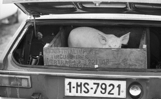 Erdélyi Lajos: Süldő a Daciában. Élőállat vásár, Marosvásárhely(?), 1977