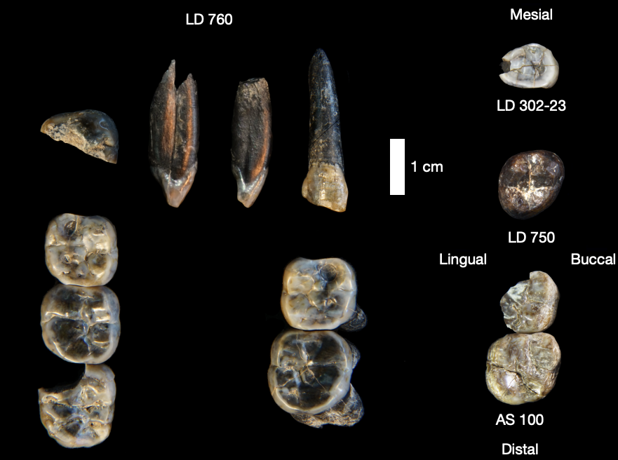 Ismeretlen emberféle fosszíliáira bukkantak Etiópiában