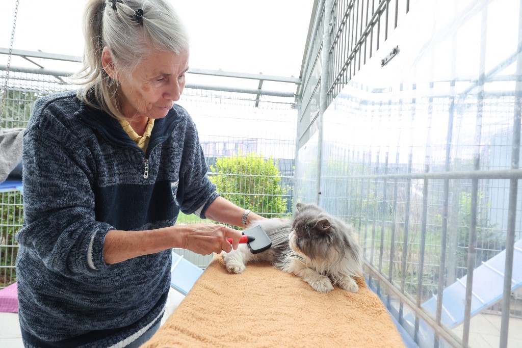 Megdöbbentően hasonlít a macskák demenciája az emberi Alzheimer-kórra
