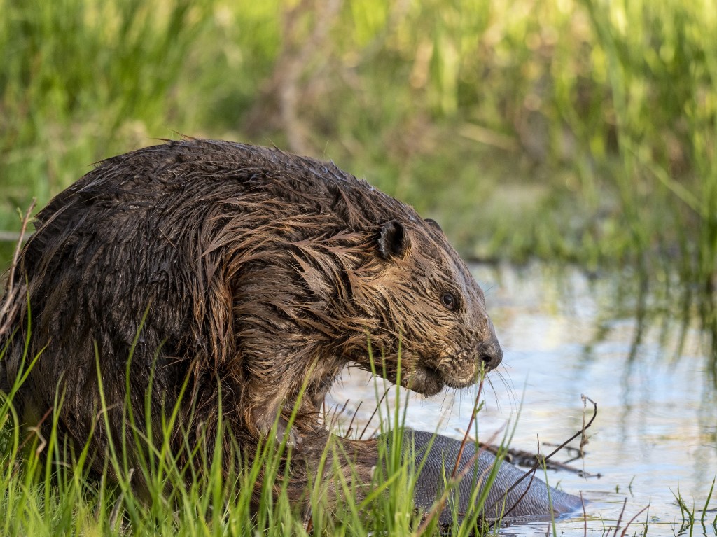 A hódok lettek az aszály és az erdőtüzek elleni harc titkos fegyverei Kanadában