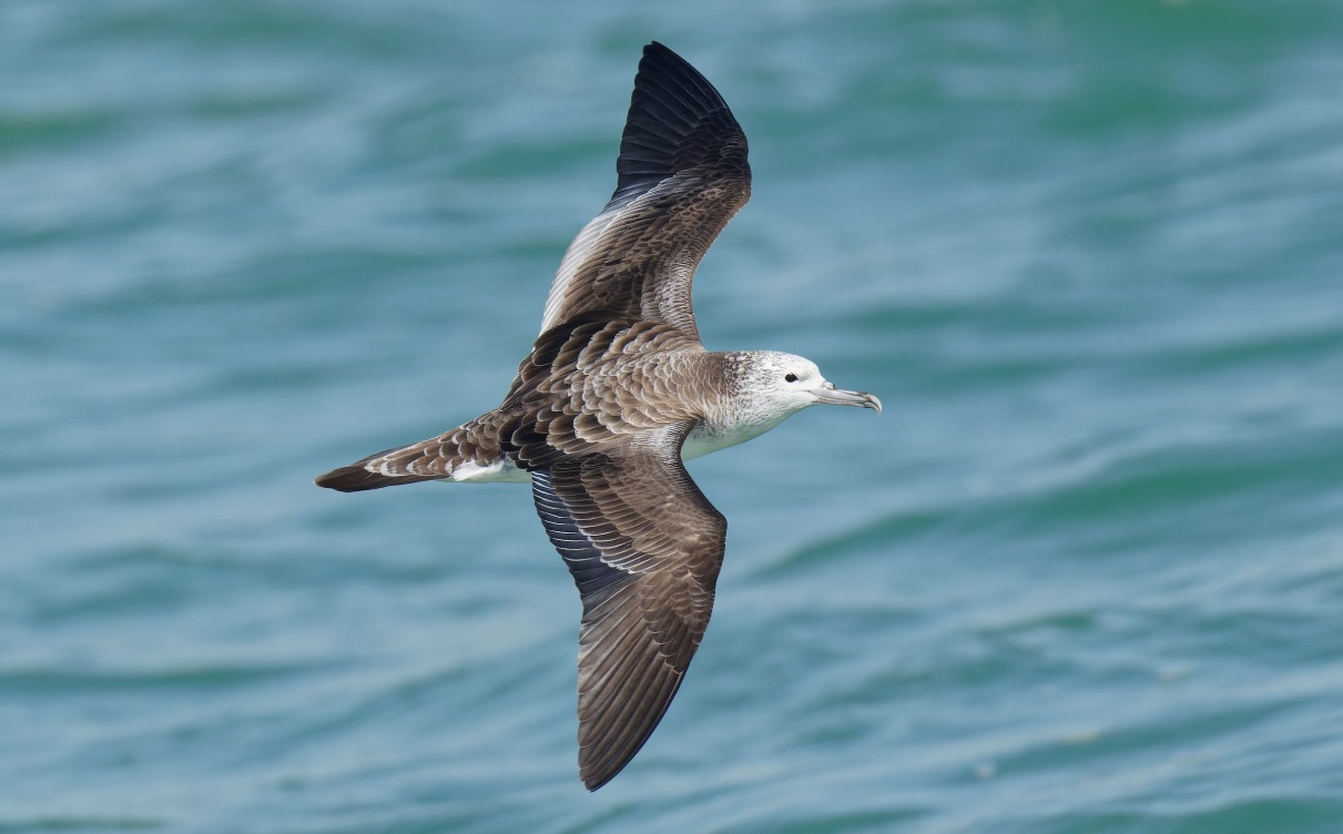 Egyes viharmadárfélék kizárólag az óceán felett repülve ürítenek