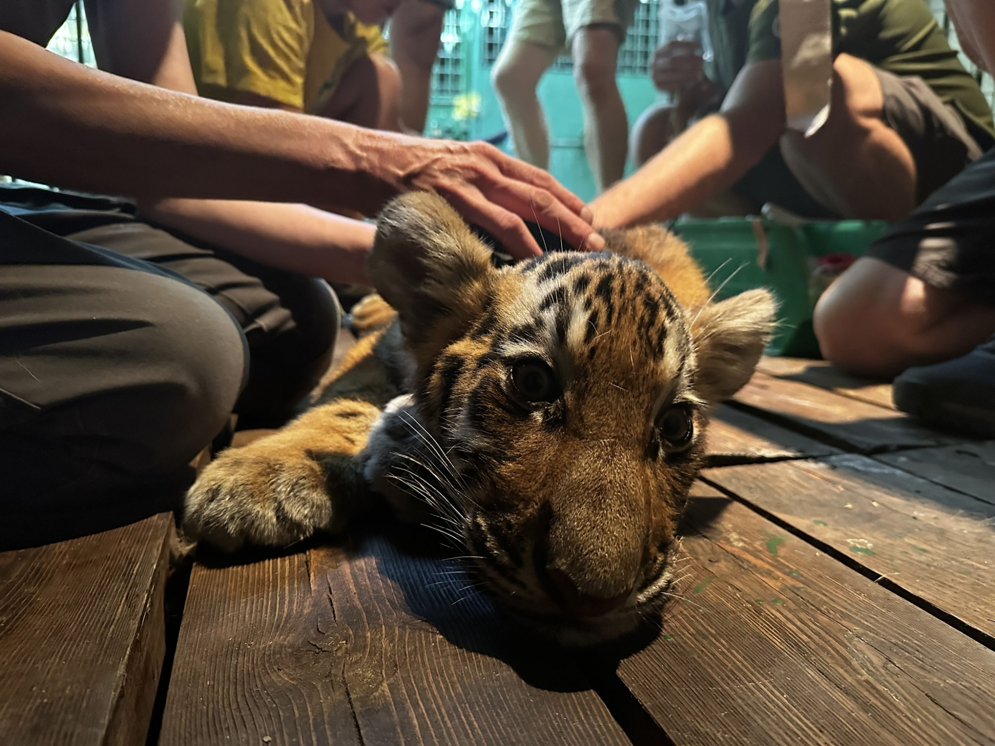 Meghalt Szása, a négy hónapos kis tigris