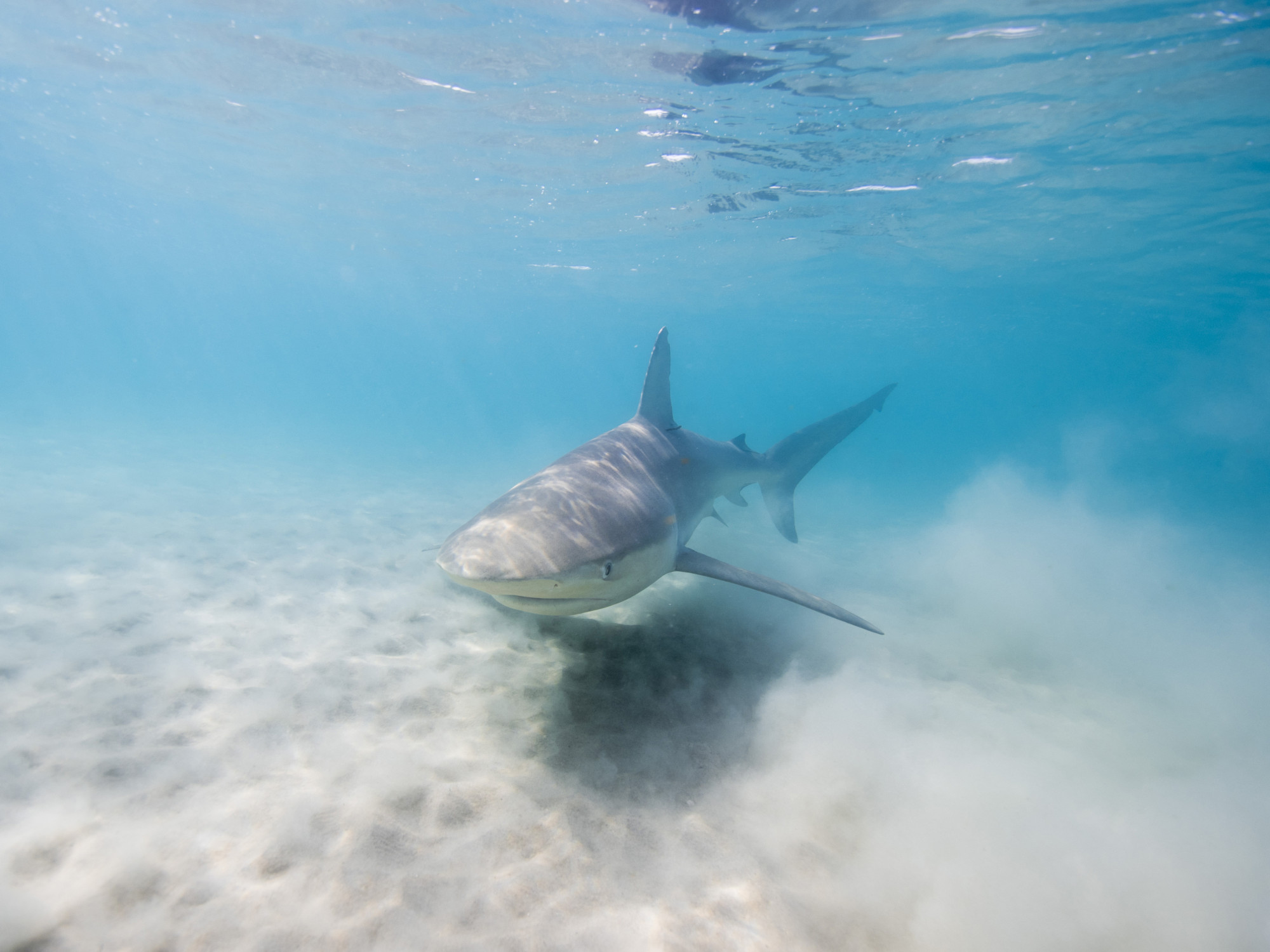 Koldulni akartak, emberre támadtak Izraelben a sötétcápák