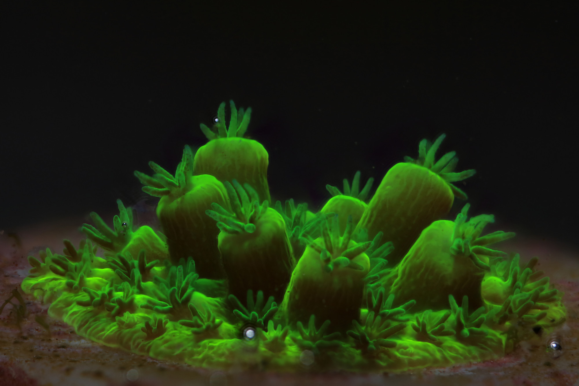 Képalkotó technológiával a korallok védelméért