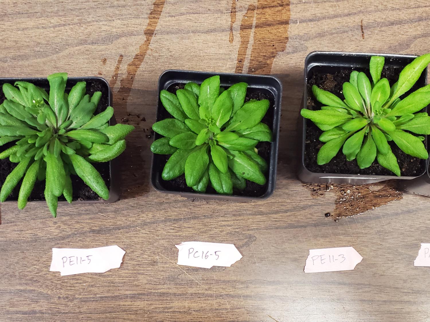 Felfedezték a növények belső kommunikációjának titkos üzeneteit